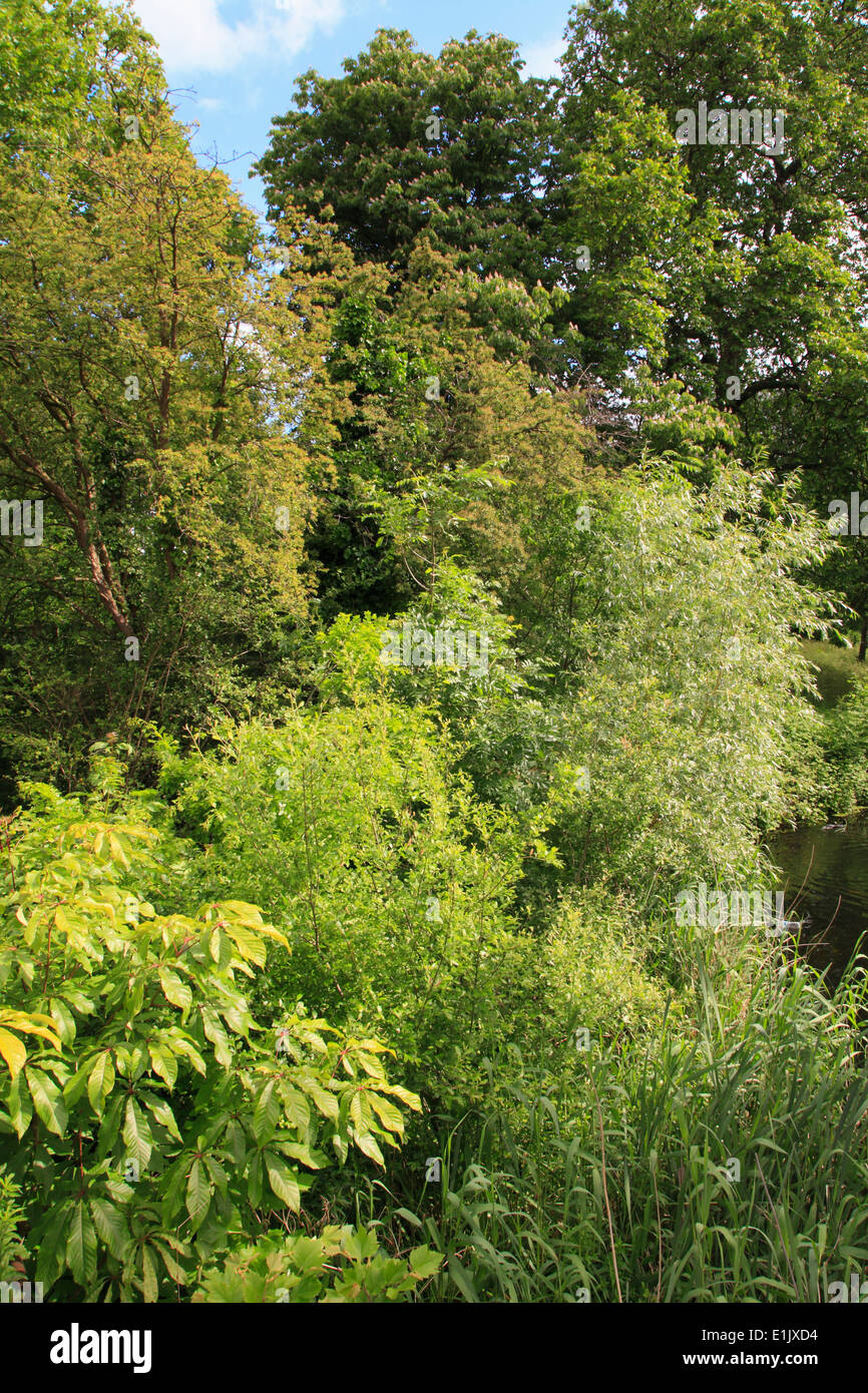 Royaume-uni, Angleterre, Londres, Regent's Park, jardin, Banque D'Images