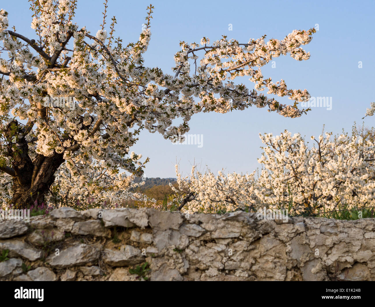 Printemps dans une ville fortifiée de Cherry Orchard. Un arbre chargé de fleurs de cerisier au-dessus d'un mur de pierre brute. Banque D'Images