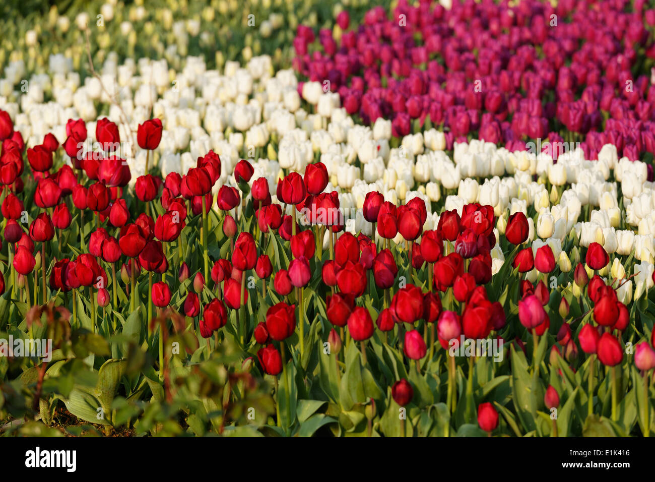 La Turquie, Istanbul, parc de Gülhane, tulipes en fleurs Banque D'Images
