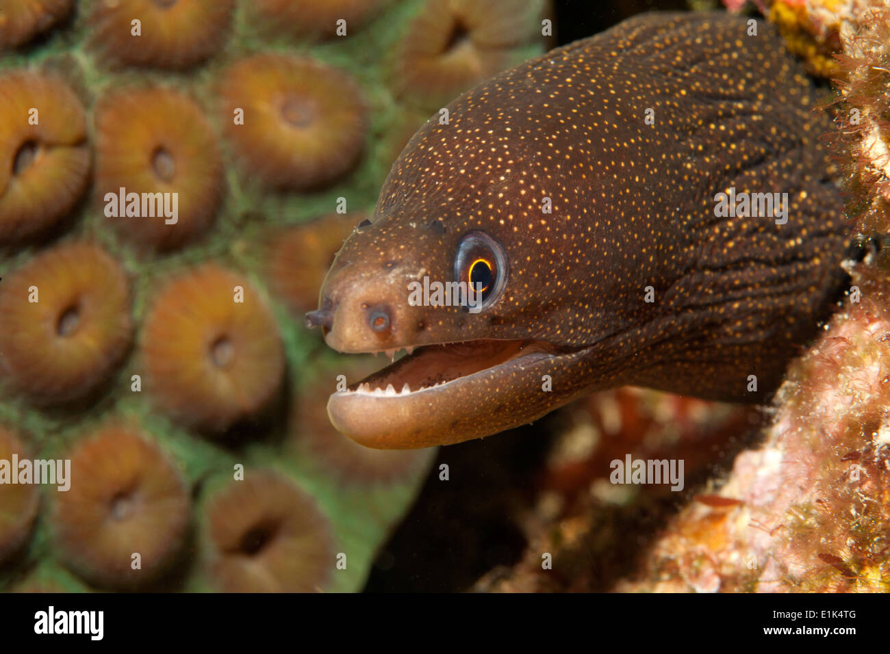 Caraïbes, Antilles, Curacao, Westpunt, Goldentail Moray, Gymnothorax miliaris Banque D'Images