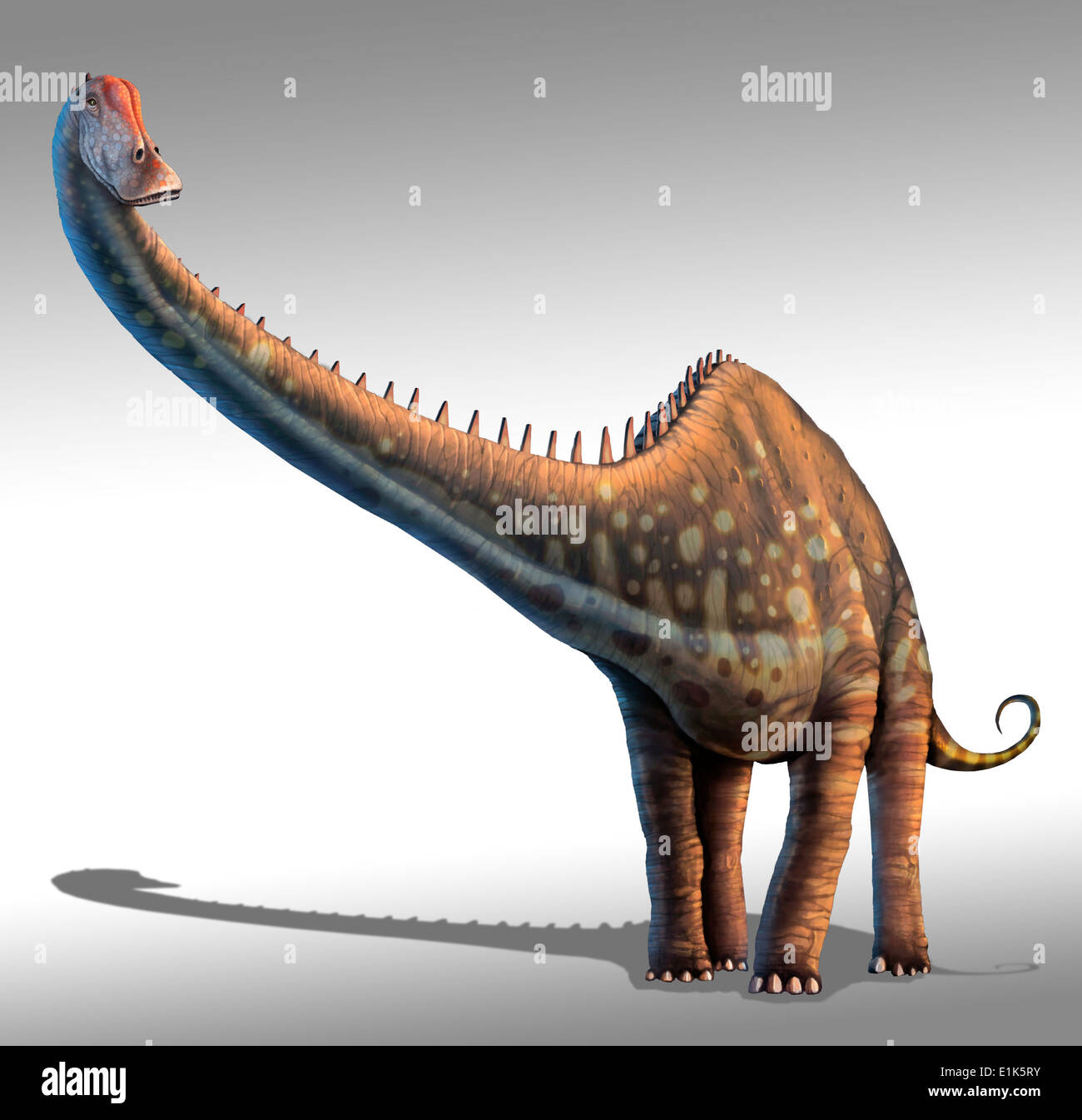 Le Diplodocus a découvert en 1877, est un des plus anciens dinosaures connus pour atteindre une longueur de 35 mètres (115 pi) ou que la plupart de Banque D'Images