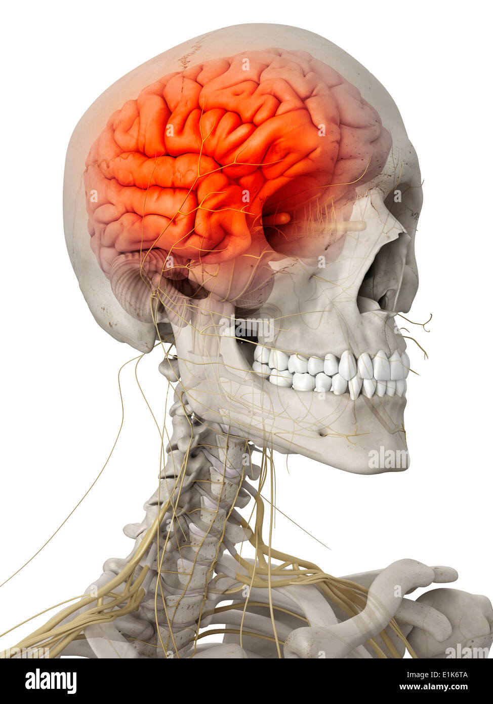 Cerveau humain et les nerfs de la tête d'art de l'ordinateur. Banque D'Images