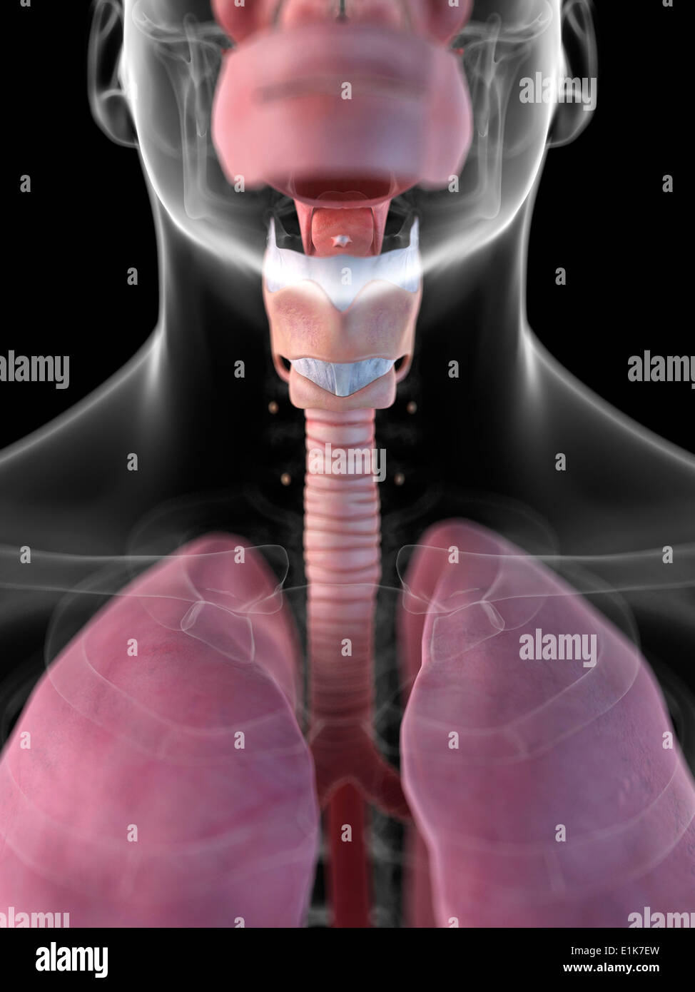 Les droits de l'ordinateur du larynx artwork. Banque D'Images