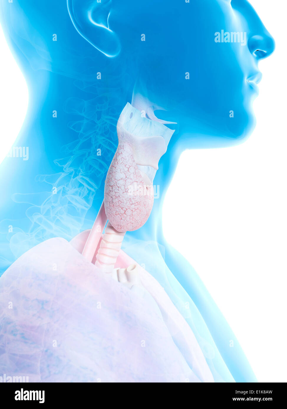 Les droits de l'larynx et de la thyroïde de l'oeuvre de l'ordinateur. Banque D'Images