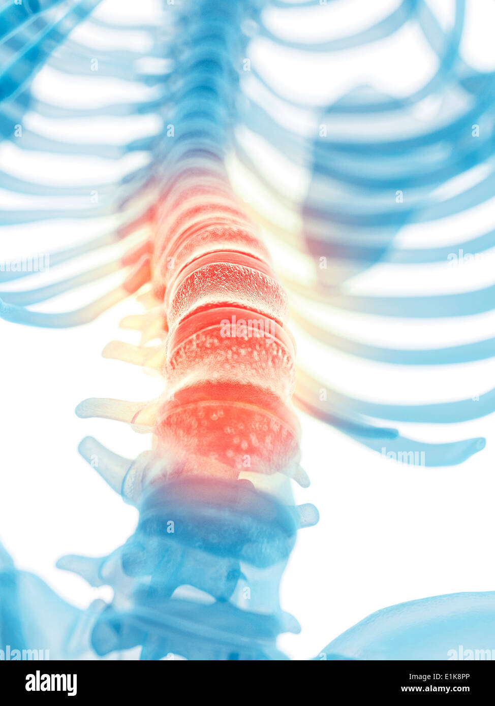 Colonne lombaire computer artwork. Banque D'Images