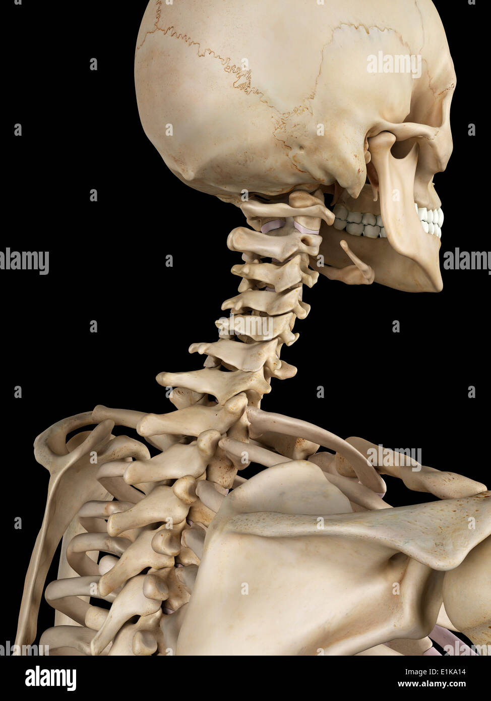 Les droits de l'épine cervicale computer artwork. Banque D'Images