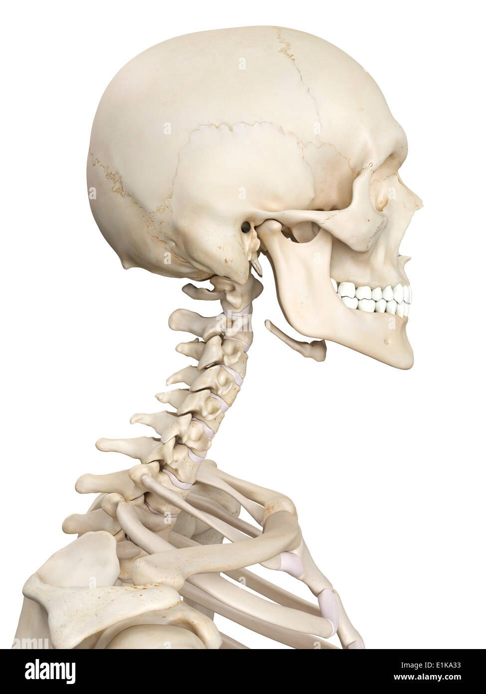 Les droits de l'épine cervicale computer artwork. Banque D'Images