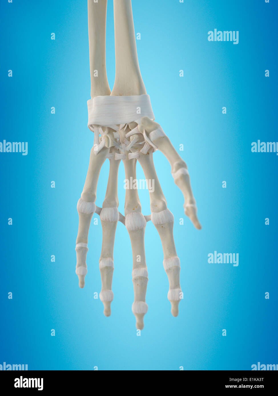 Tendons la main de l'art de l'ordinateur. Banque D'Images