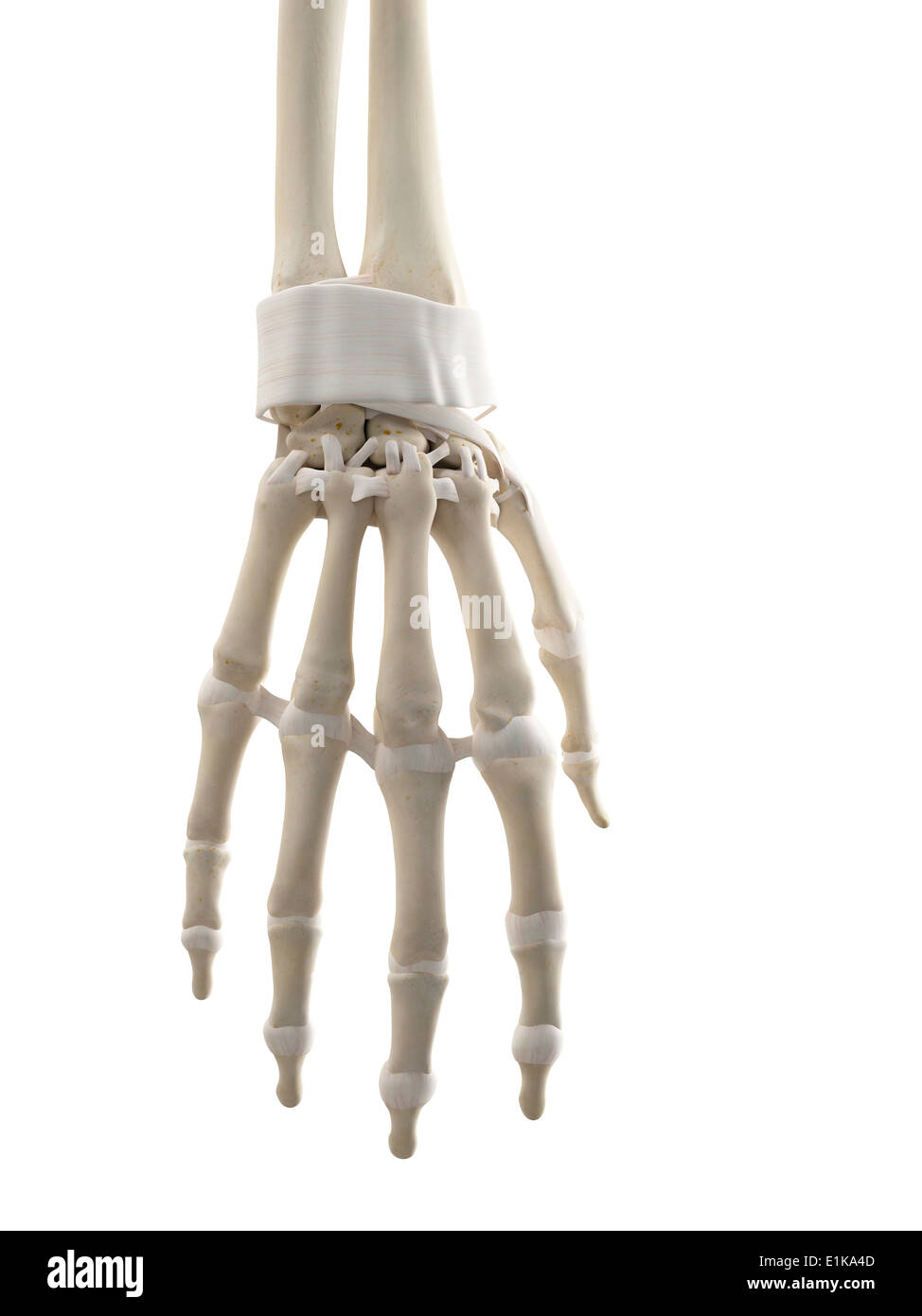 Tendons la main de l'art de l'ordinateur. Banque D'Images