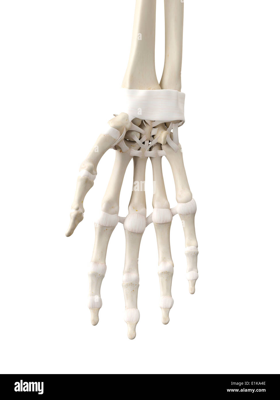 Tendons la main de l'art de l'ordinateur. Banque D'Images