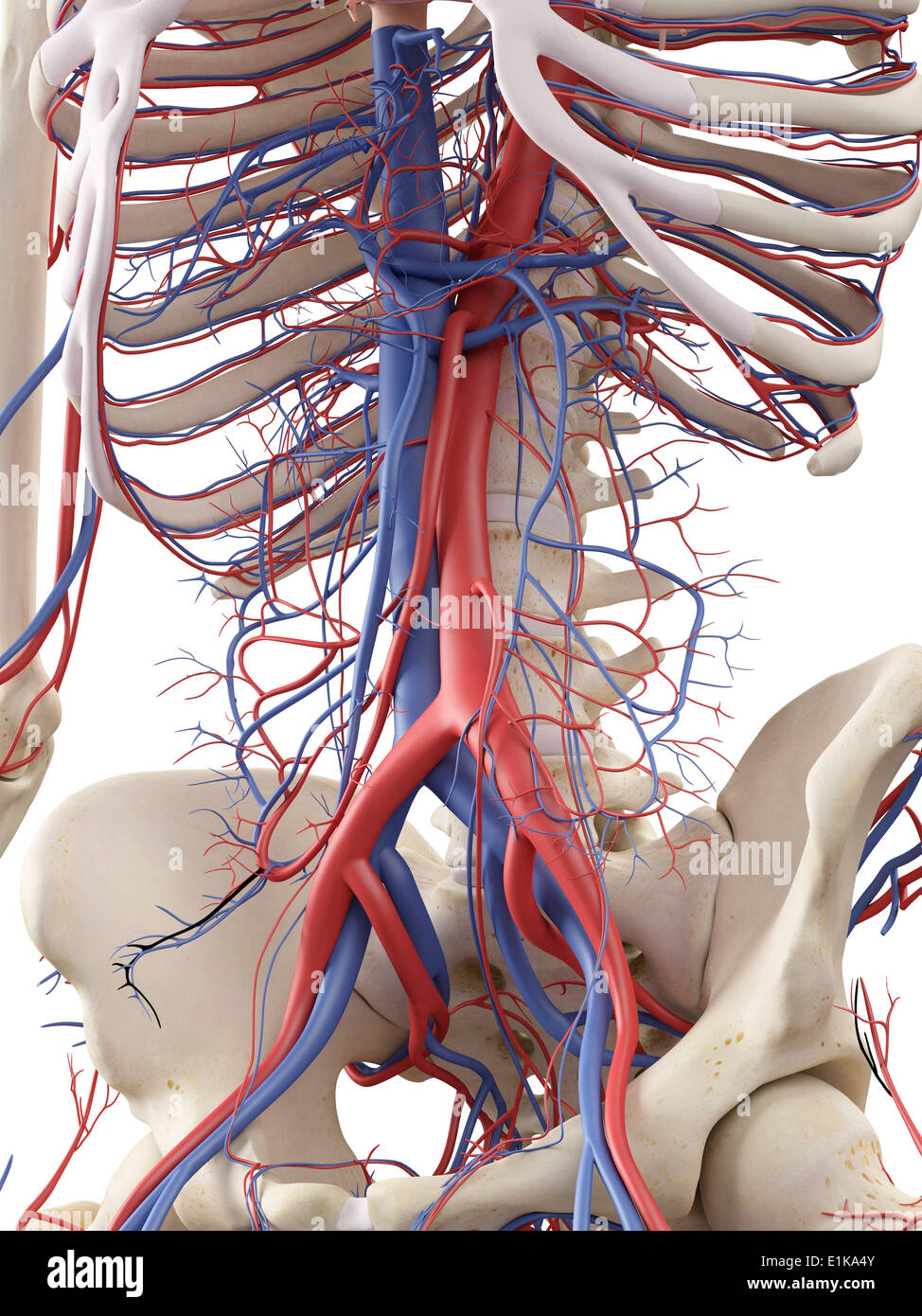 Système vasculaire abdominale de l'oeuvre de l'ordinateur. Banque D'Images