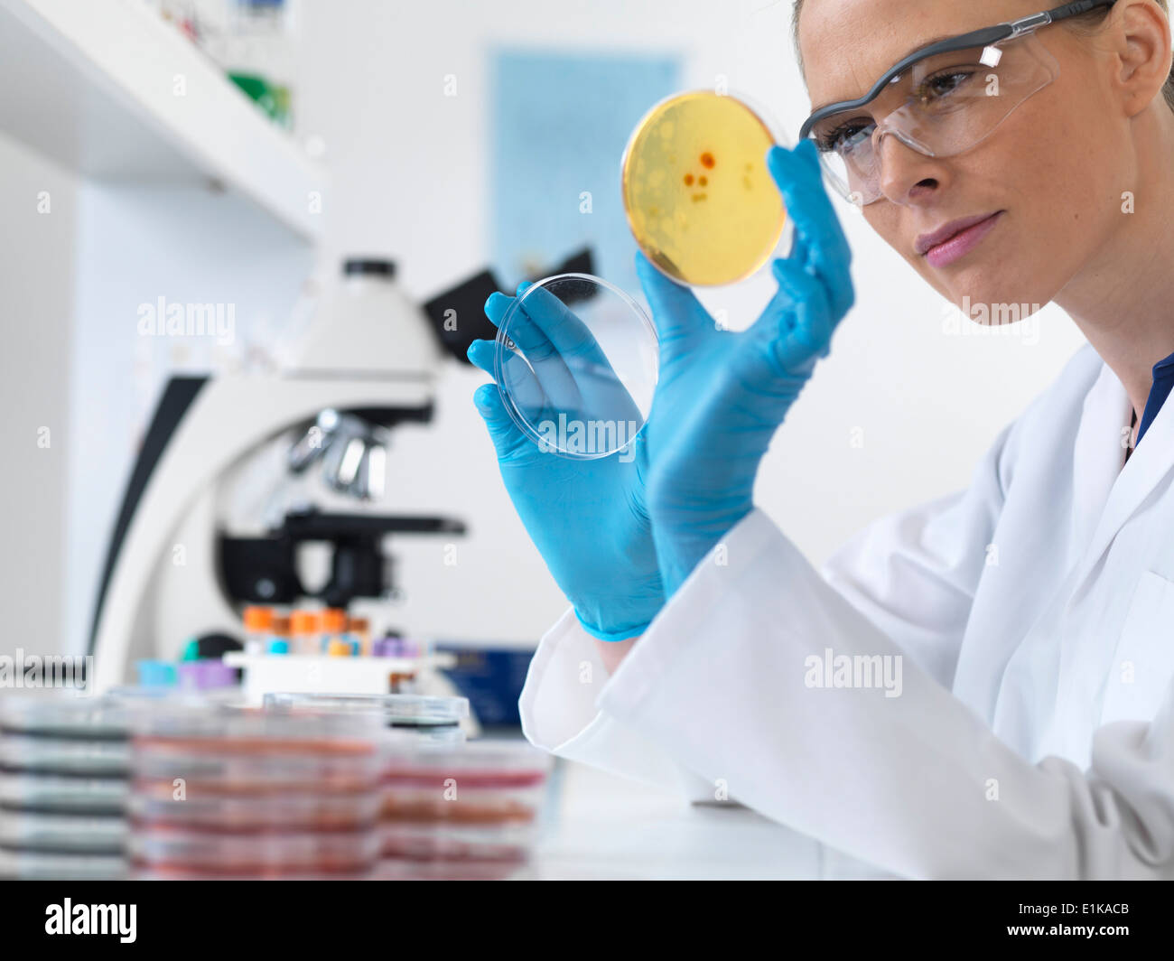 Female scientist holding petri dish avec les cultures biologiques. Banque D'Images