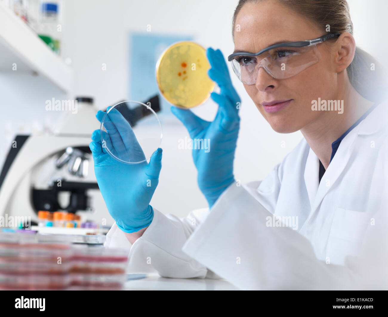 Female scientist holding petri dish avec les cultures biologiques. Banque D'Images