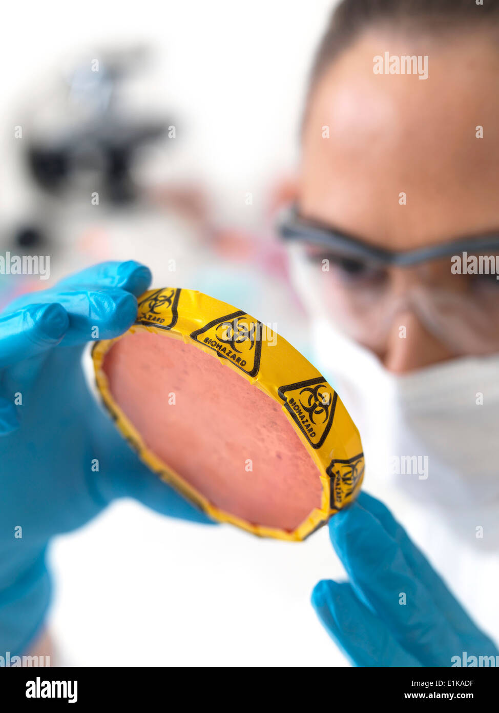 Female scientist holding petri dish avec les cultures biologiques dangereux. Banque D'Images