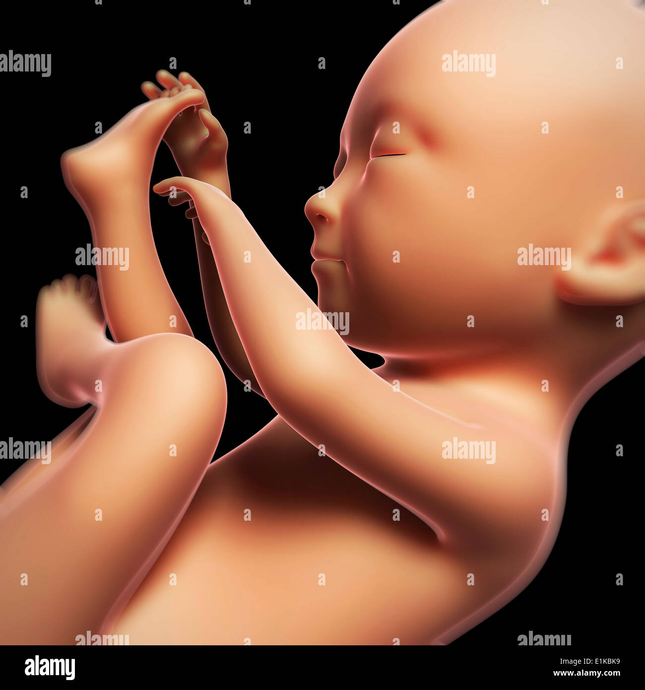 Foetus Humain A 3 Mois Banque D Image Et Photos Alamy