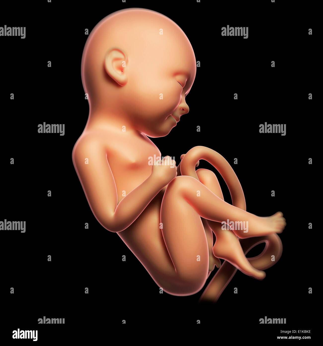Foetus Humain A 3 Mois Banque D Image Et Photos Alamy