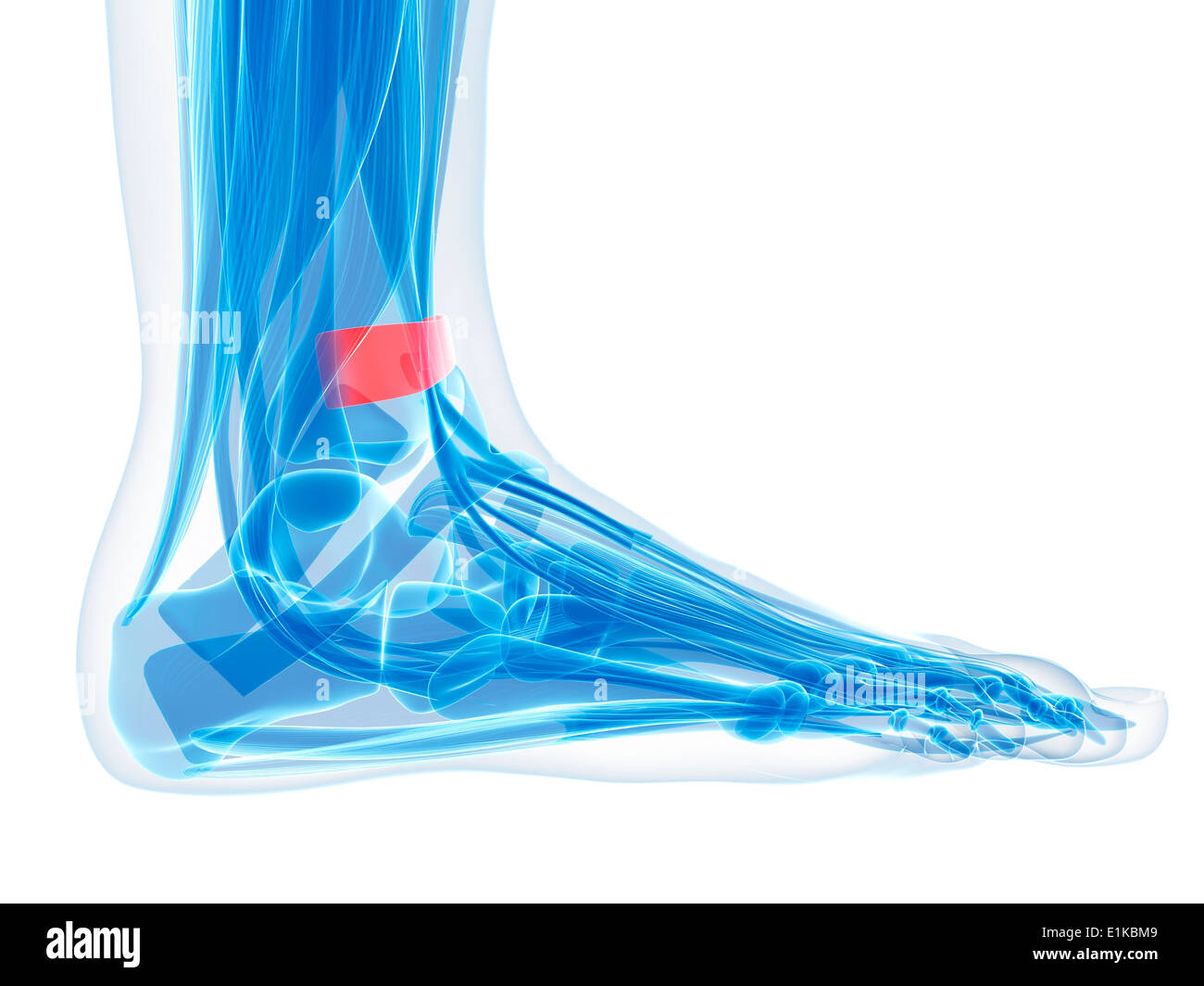 Pied humain (ligament rétinaculum des extenseurs supérieure) de l'oeuvre de l'ordinateur. Banque D'Images