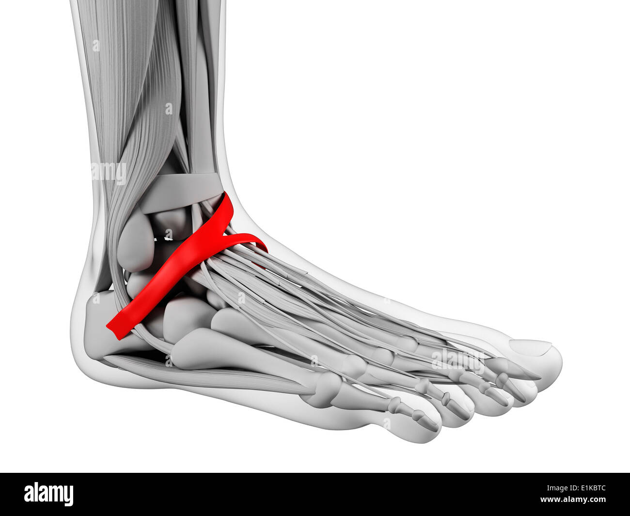 Pied humain (ligament rétinaculum des extenseurs inférieur) de l'oeuvre de l'ordinateur. Banque D'Images