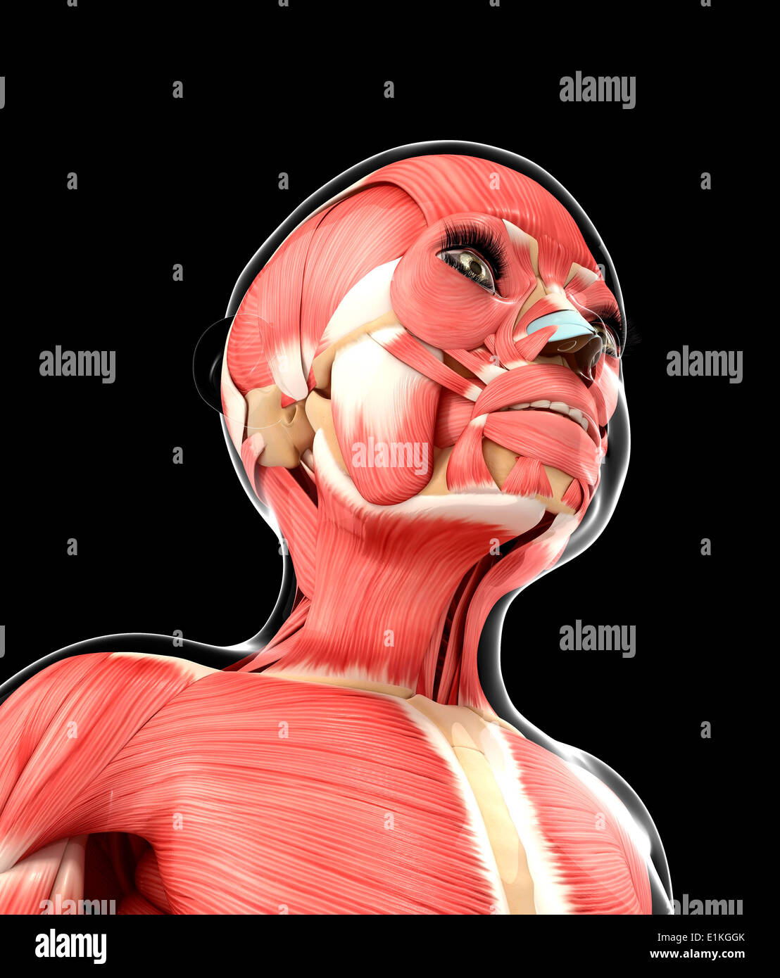 Système musculaire de l'oeuvre de l'ordinateur. Banque D'Images