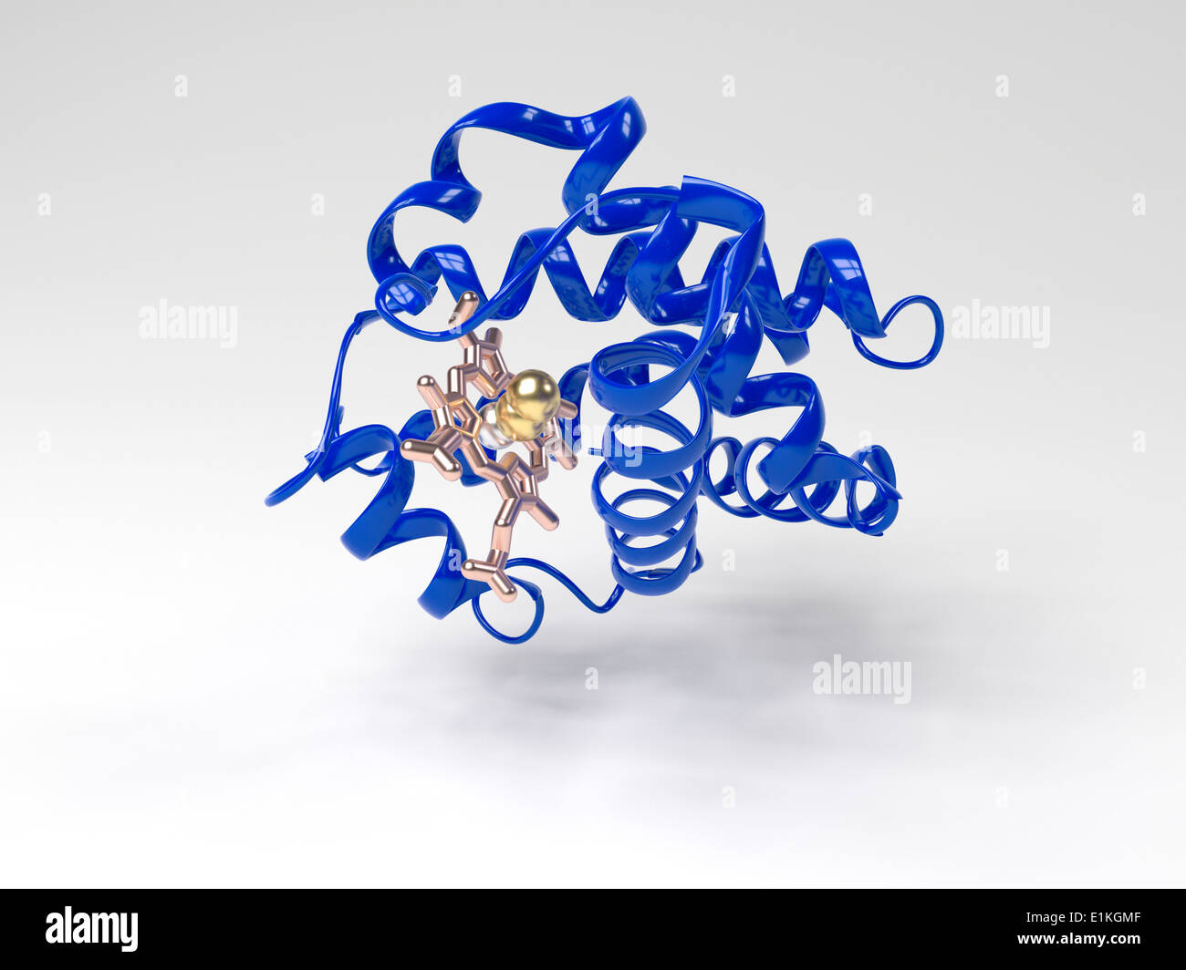 Molécule d'hémoglobine Computer artwork montrant la structure tertiaire d'une sous-unité monomère d'hémoglobine l'hémoglobine est un Banque D'Images