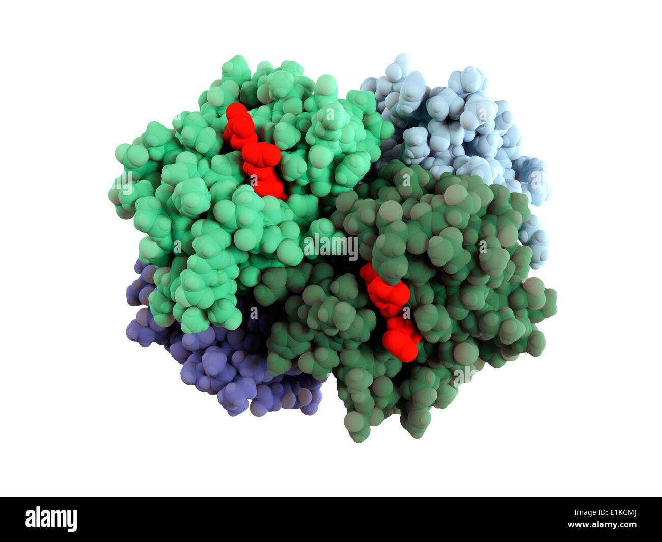 Molécule d'hémoglobine Computer artwork montrant la structure d'une molécule d'hémoglobine l'hémoglobine est un metalloprotein que Banque D'Images