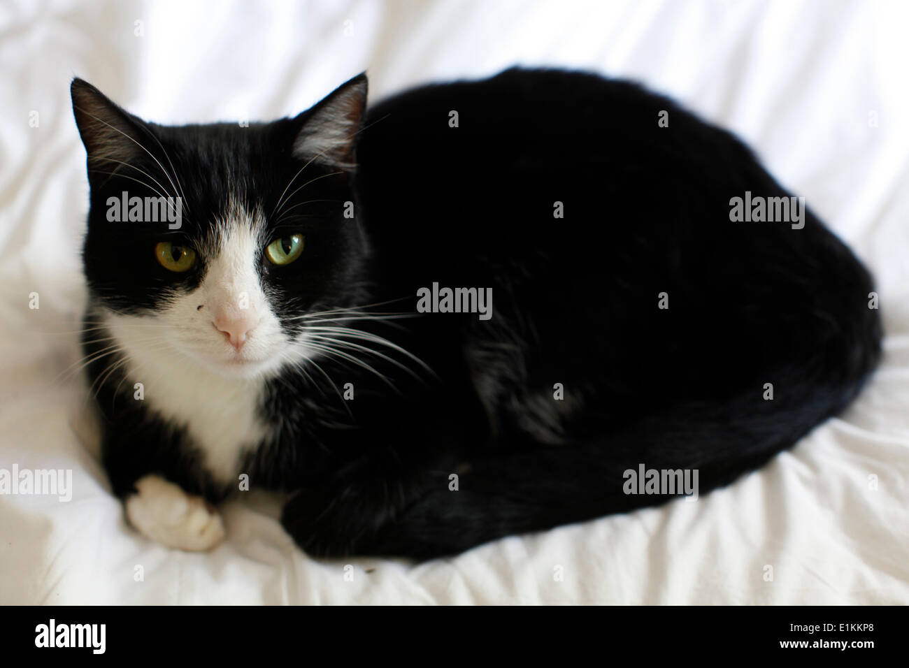 Chat noir Banque D'Images