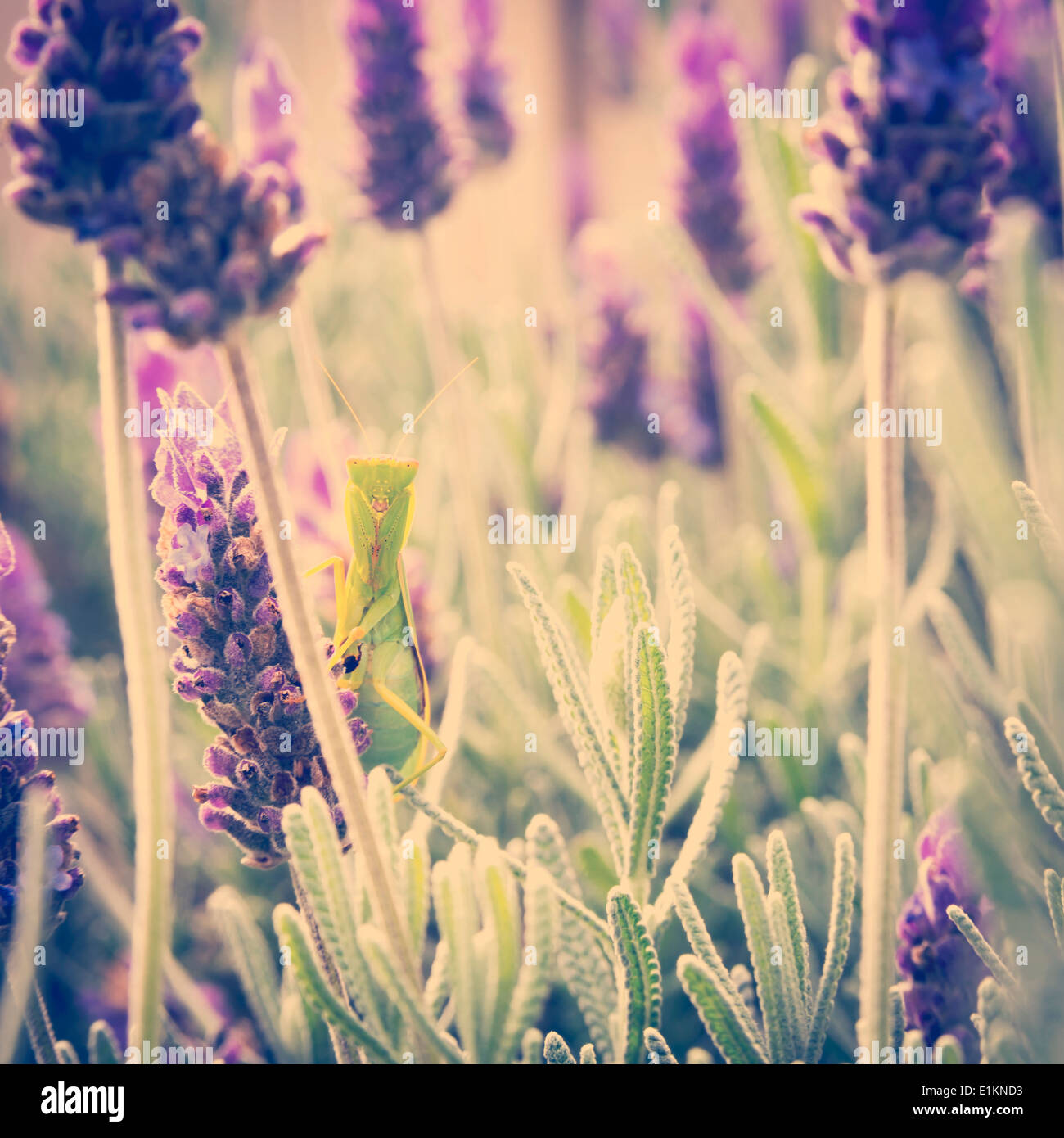 Insecte Mante religieuse assise sur un buisson de lavande dans un jardin Banque D'Images