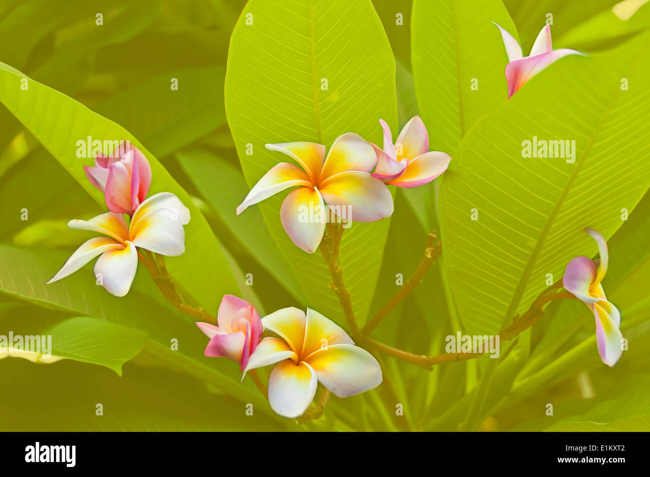 Frangipani soft Couleur et style flou. Banque D'Images