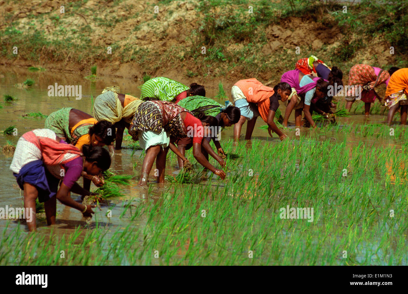 Les femmes la replantation du riz au Tamil Nadu Banque D'Images