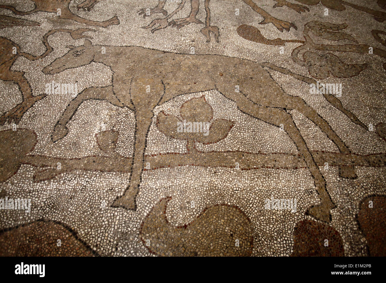 Mosaïque sur le plancher d'Otrante duomo : Wolf Banque D'Images