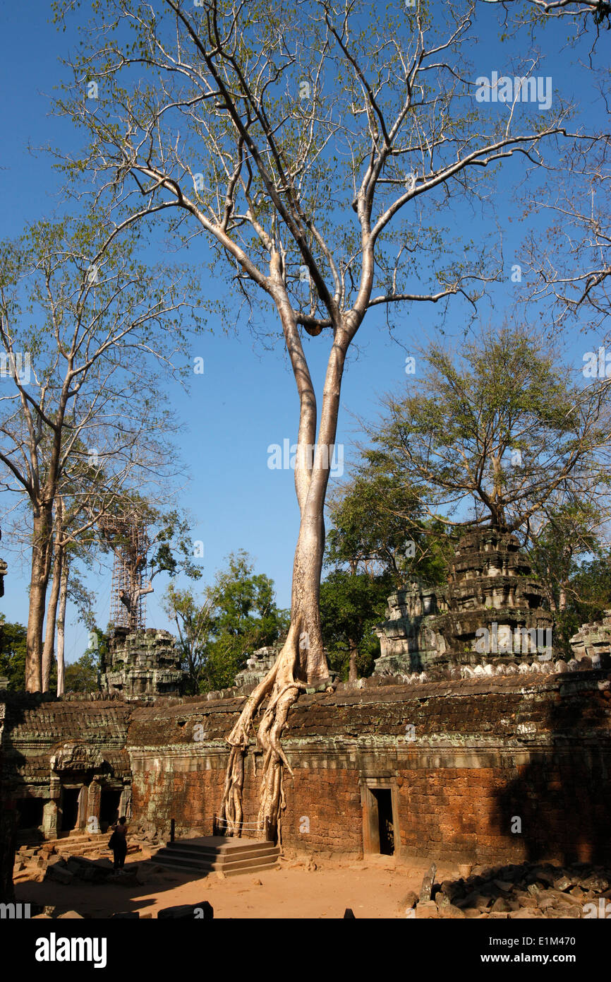 Figuiers Étrangleurs et dévorent les lichens rampant ruines à Ta Prohm. Banque D'Images