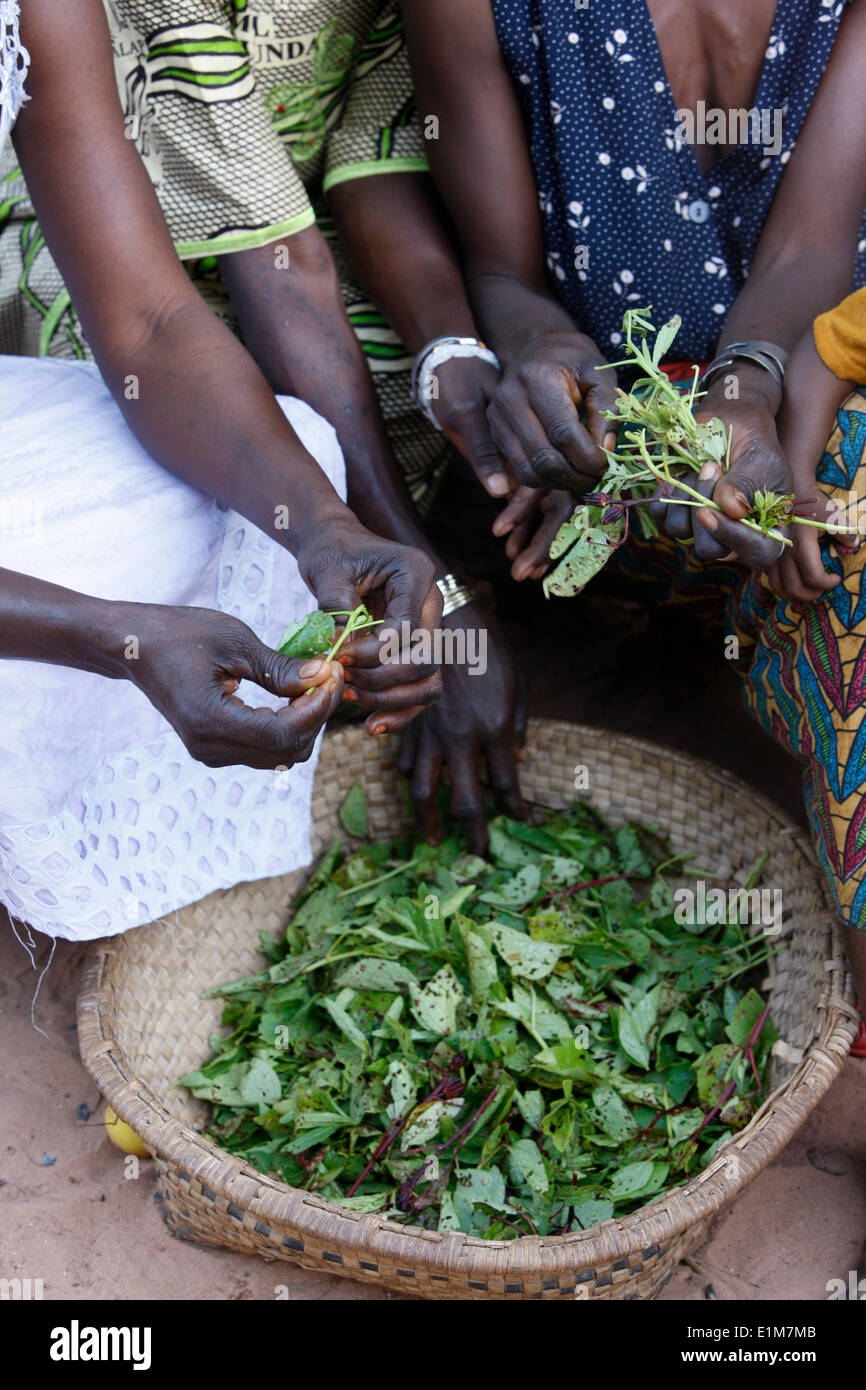 Feuilles de déroulage femmes Banque D'Images