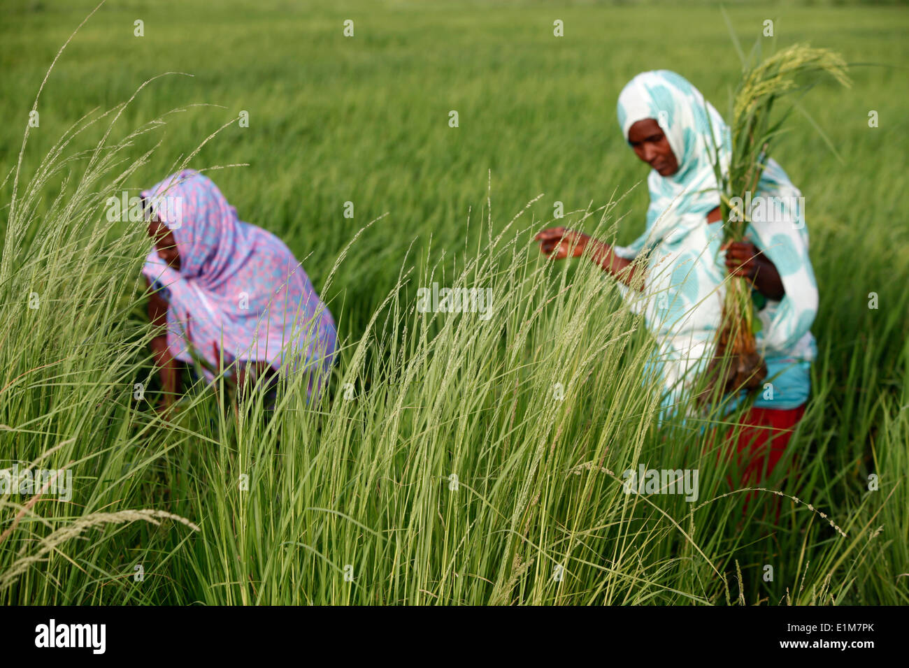 Les membres d'une femme sénégalaise groupement d'agriculteurs qui ont reçu un prêt de la FEPRODES Agence de microfinance Banque D'Images