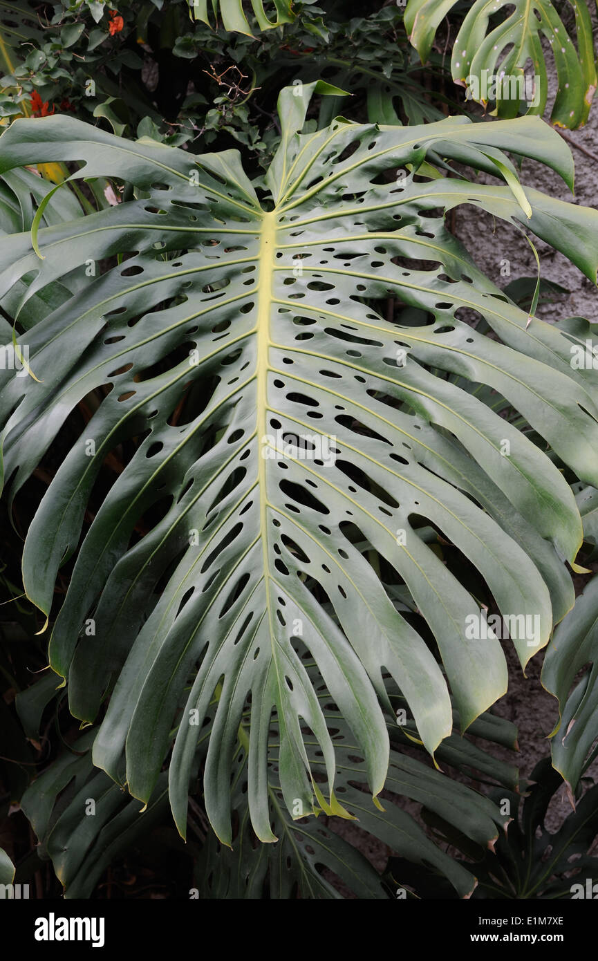 Catégorie : la géante (Philodendron). Antigua Guatemala, République du Guatemala. Banque D'Images
