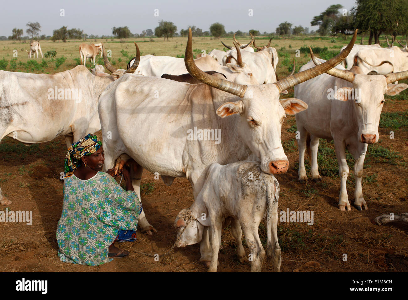 Les Peuls fermier qui trait une vache. Le lait est acheté et transformé par la Laiterie du Berger le social business Banque D'Images