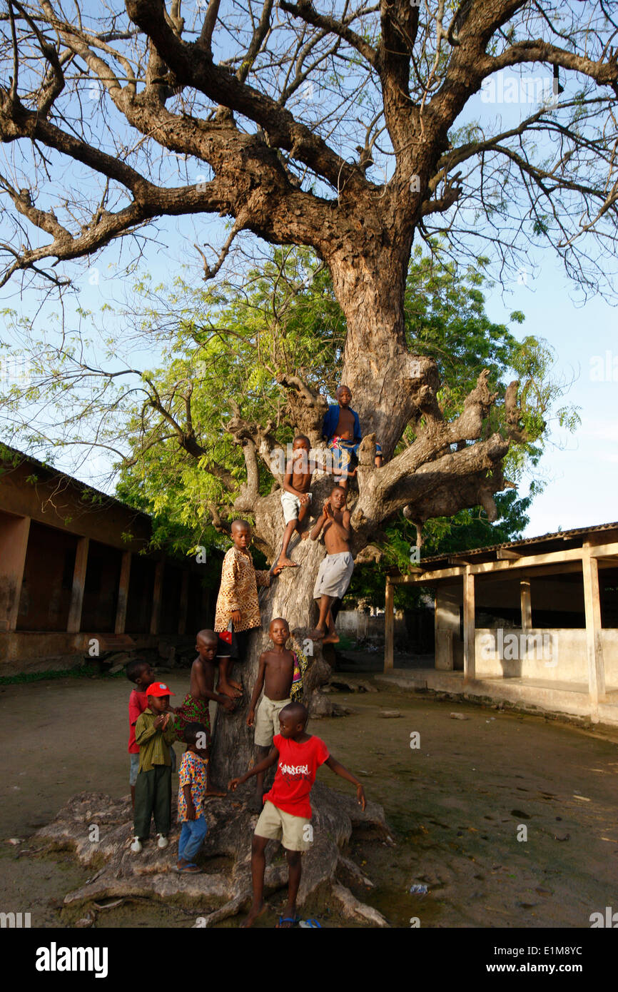 Garçons jouant dans un arbre. Banque D'Images