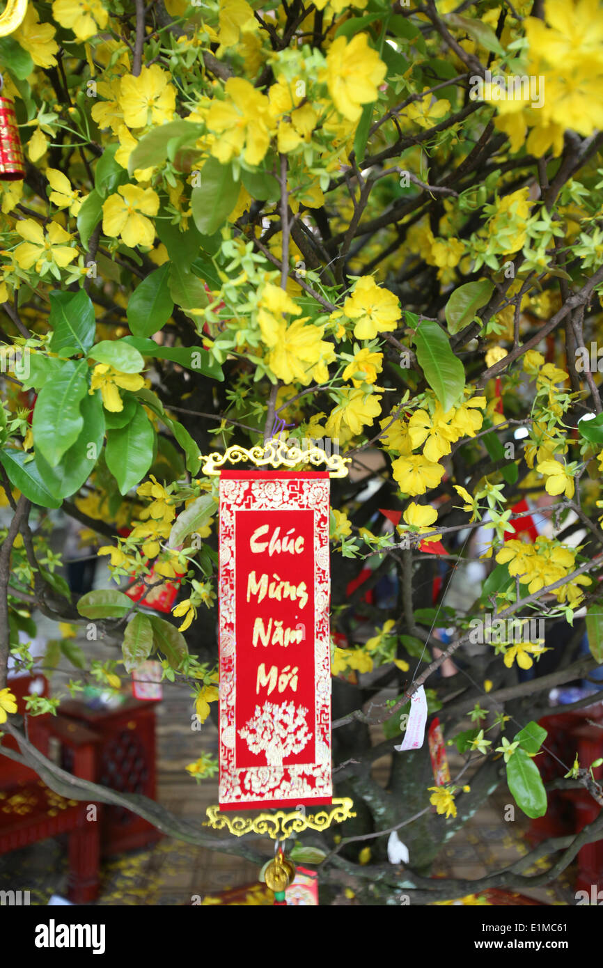 Le nouvel an chinois. Décorations accrochées sur un arbre jaune pour la bonne chance et de la fortune. Banque D'Images