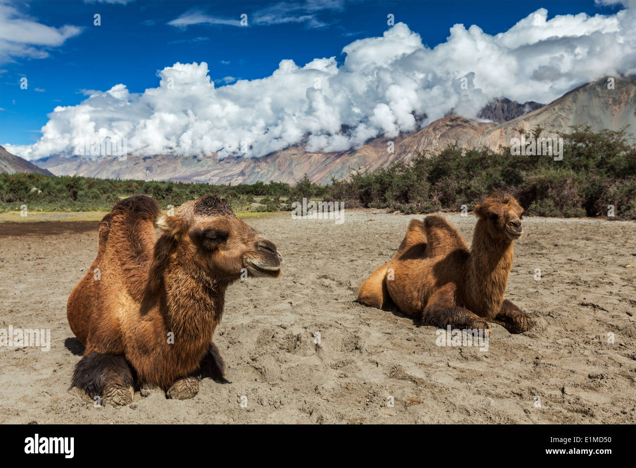 Les chameaux de Bactriane en Himalaya. Home Maison village, la Vallée de Nubra, Ladakh, le Jammu-et-Cachemire, l'Inde Banque D'Images