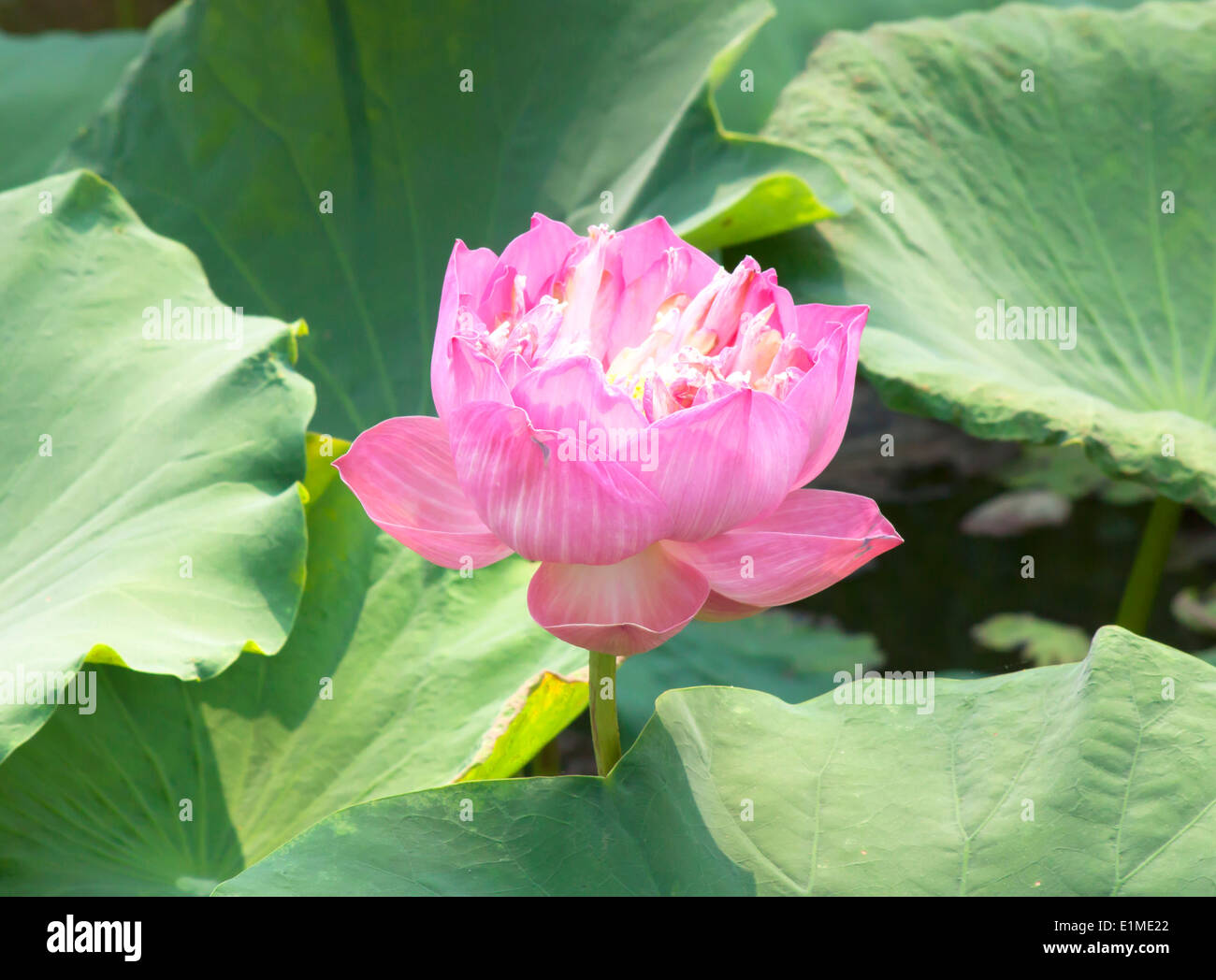 Fleur de lotus rose feuilles fleurs nature luxuriante. Banque D'Images