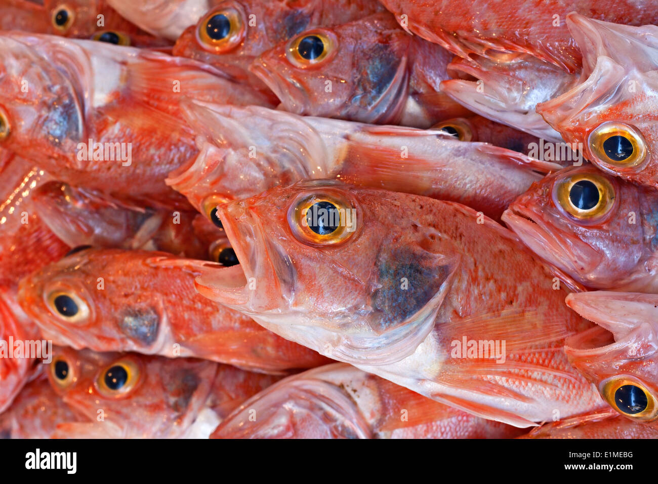 Poisson frais pour la vente sur la rue du marché en plein air Banque D'Images