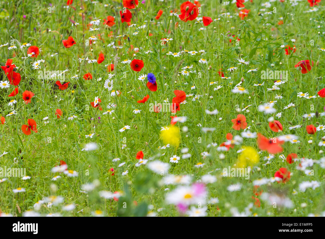 Pré de fleurs sauvages de l'UK avec oxeye daisy et de pavot Banque D'Images