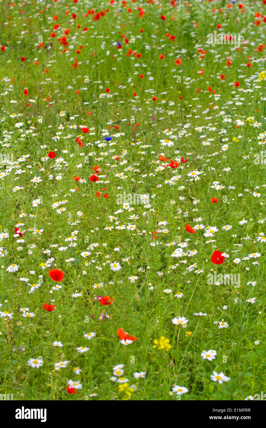 Pré de fleurs sauvages de l'UK avec oxeye daisy et de pavot Banque D'Images