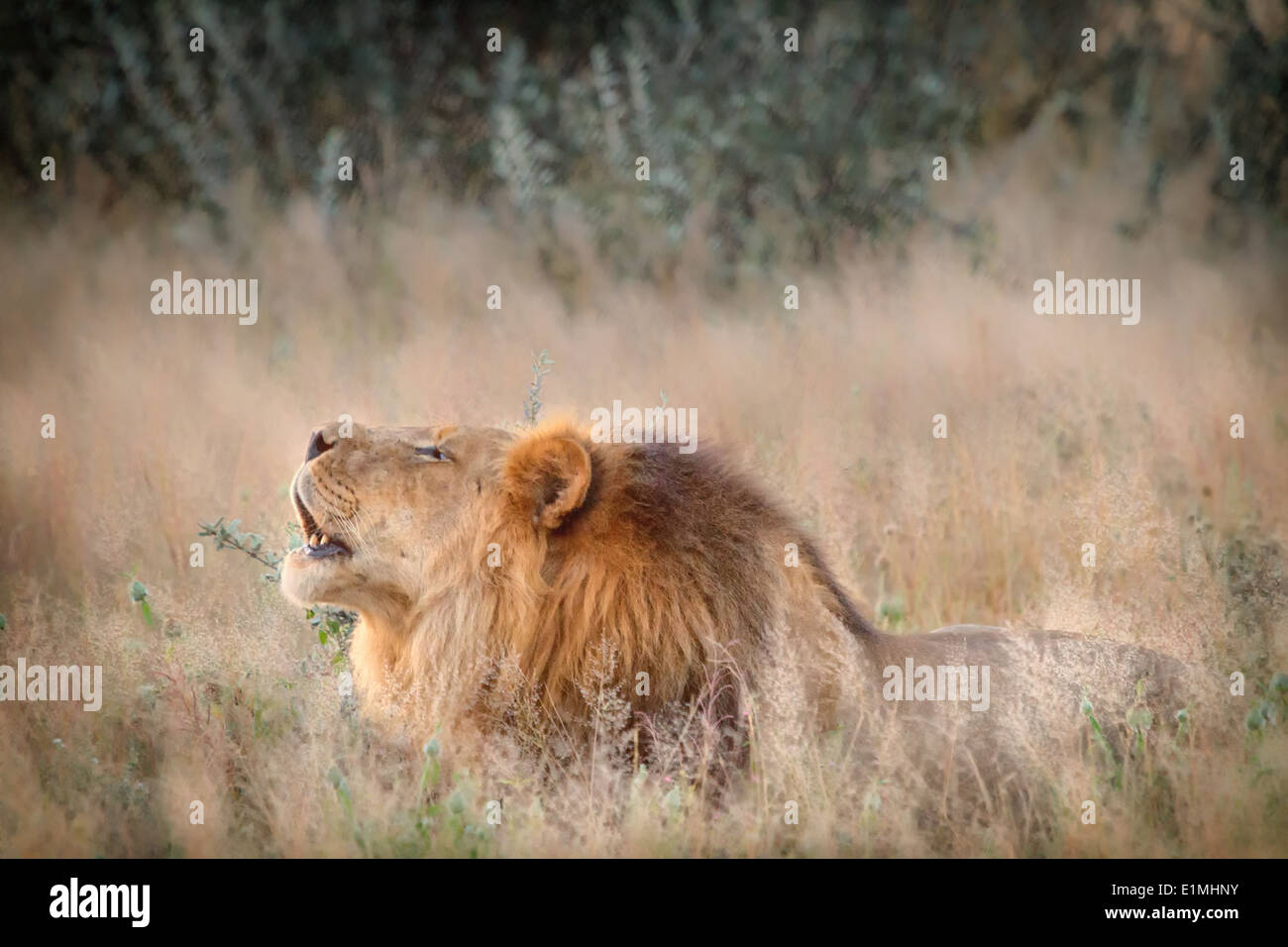 Roaring lion mâle dans le Central Kalahari Game Reserve, Botswana Banque D'Images