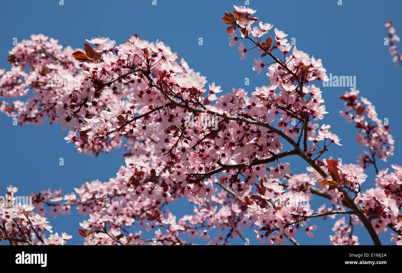 Fleurs de cerisier rose Banque D'Images