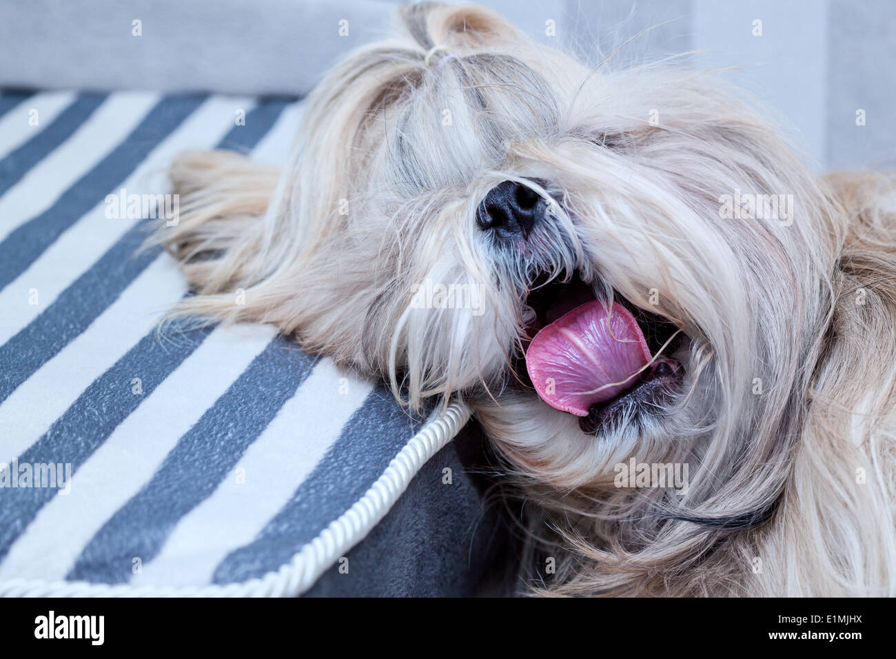 Shih Tzu chien bâillement portrait. Banque D'Images