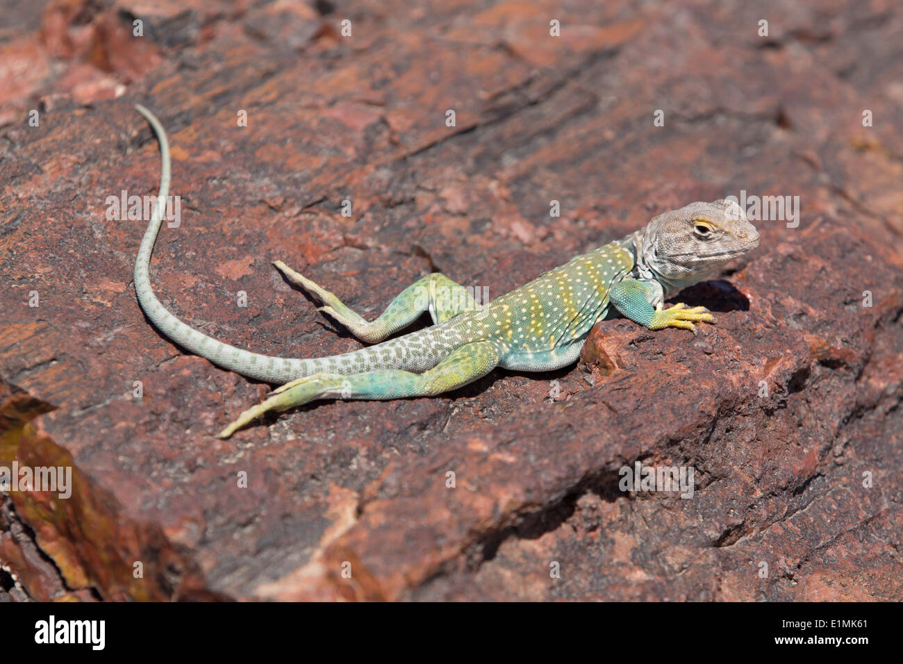 USA, Arizona, Petrified Forest National Park, bûches géantes Trail, Agriculture - Crotaphytus collaris () assis sur un lo pétrifié Banque D'Images