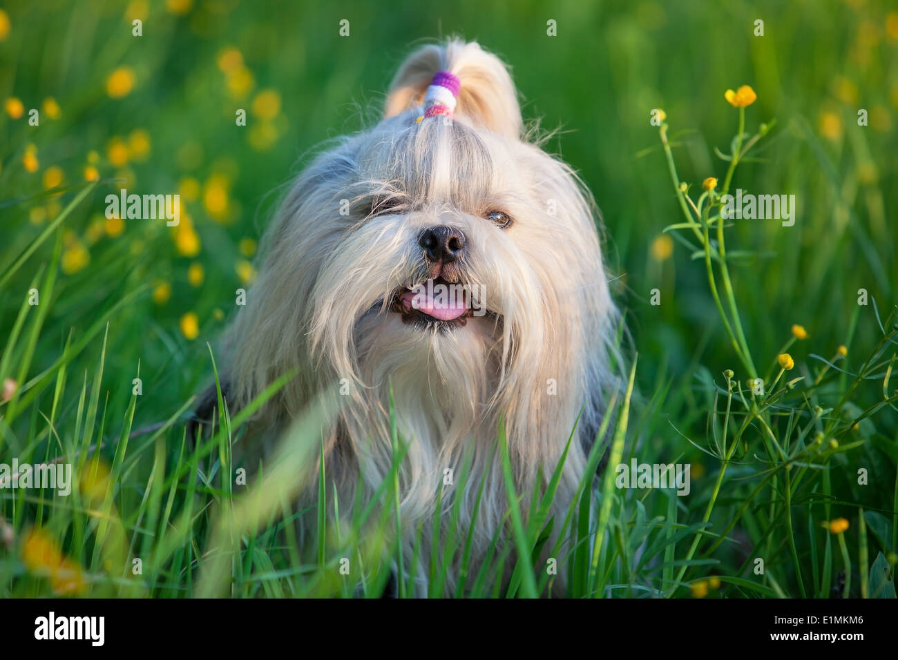 Shih Tzu chien dans l'herbe. Banque D'Images