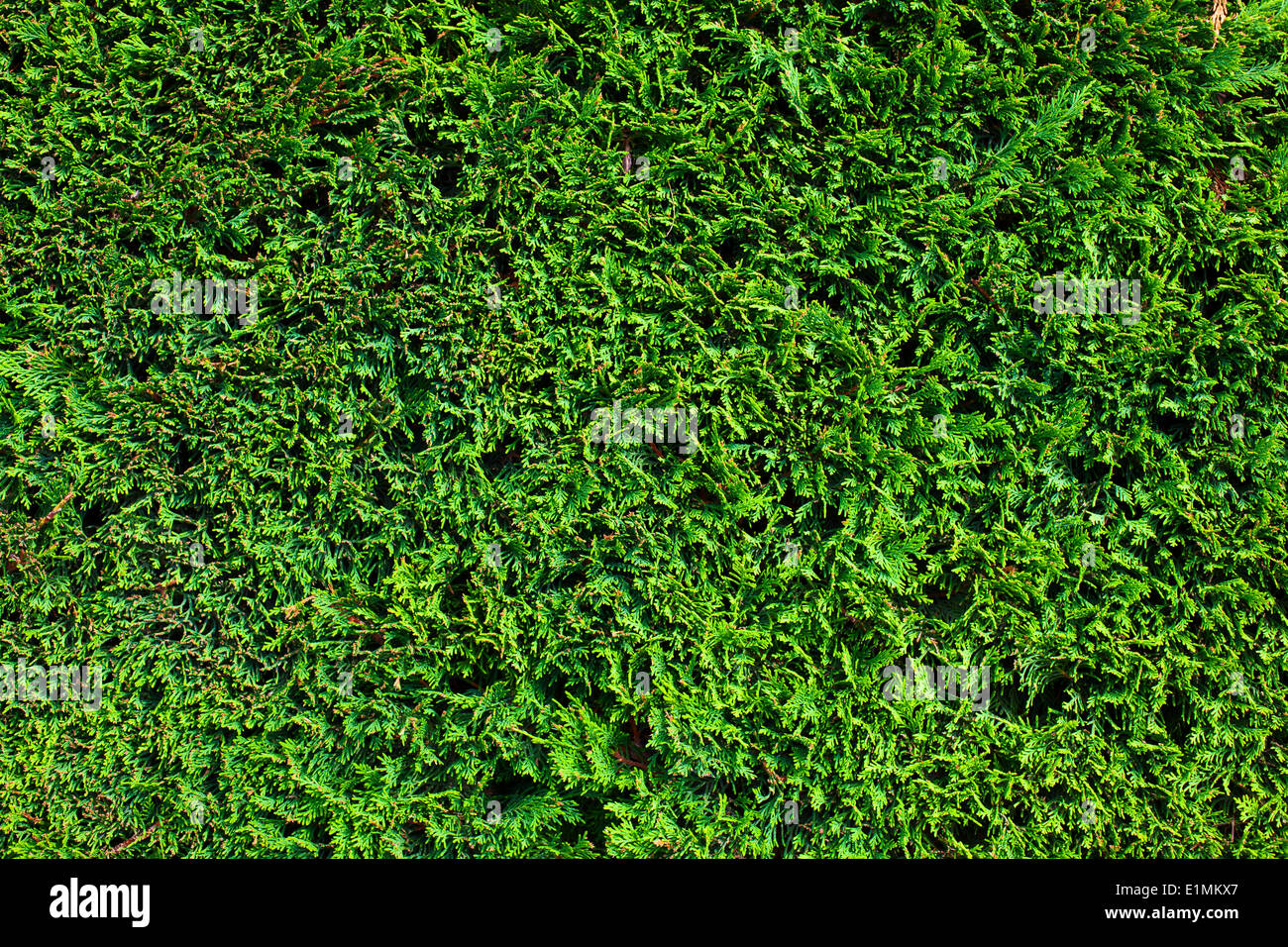 La texture du mur de plante verte. Banque D'Images