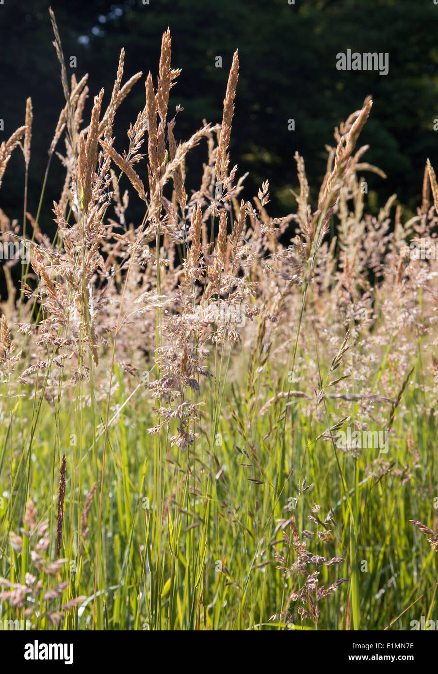 L'herbe sur la prairie d'été Banque D'Images