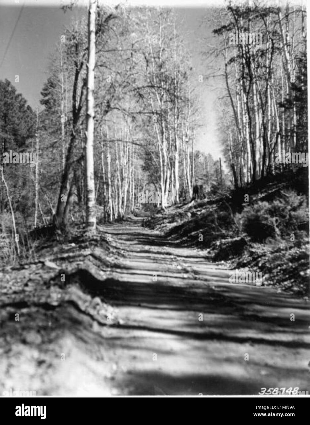 Une photographie historique en noir et blanc montrant la route forestière de Prescott, bordée d'arbres. Cette image reflète l'histoire du transport dans les forêts nationales et la gestion des paysages naturels. Banque D'Images